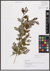 Salix aurita L. x Salix silesiaca Willd.